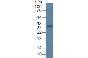Western Blot; Sample: Rat Bone marrow lysate; Primary Ab: 2µg/ml Rabbit Anti-Human CEBPd Antibody Second Ab: 0. (CEBPD 抗体  (AA 51-252))