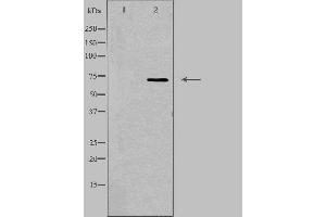 Western blot analysis of extracts from RAW264. (SCNN1D 抗体  (C-Term))