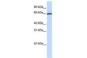 HSPA2 antibody used at 1 ug/ml to detect target protein. (HSPA2 抗体  (Middle Region))