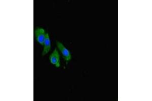 Immunofluorescent analysis of Hela cells using ABIN7148947 at dilution of 1:100 and Alexa Fluor 488-congugated AffiniPure Goat Anti-Rabbit IgG(H+L) (Cyclin O 抗体  (AA 1-257))