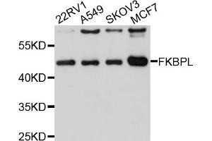 Western blot analysis of extracts of various cell lines, using FKBPL antibody (ABIN1876192) at 1:1000 dilution. (FKBPL 抗体)