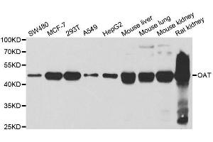 Western blot analysis of extracts of various cell lines, using OAT antibody. (OAT 抗体  (AA 160-439))