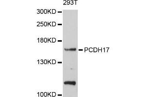 Western blot analysis of extracts of 293T cells, using PCDH17 antibody (ABIN5998468) at 1/1000 dilution. (PCDH17 抗体)