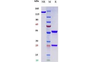 Anti-PDCD1 / PD-1 / CD279 Reference Antibody (toripalimab) on SDS-PAGE under reducing (R) condition. (Recombinant PDCD1 (Toripalimab Biosimilar) 抗体)
