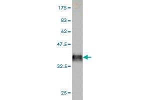 Western Blotting (WB) image for anti-Coagulation Factor IX (F9) (AA 96-190) antibody (ABIN560826)
