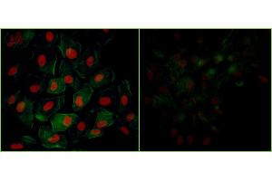 Immunofluorescence (IF) image for anti-Tripartite Motif Containing 28 (TRIM28) (pSer824) antibody (ABIN7455183) (KAP1 抗体  (pSer824))