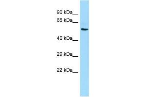 Host: Rabbit Target Name: RTN4RL1 Sample Type: Placenta lysates Antibody Dilution: 1. (RTN4RL1 抗体  (Middle Region))