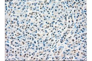Immunohistochemical staining of paraffin-embedded pancreas tissue using anti-RAD9Amouse monoclonal antibody.