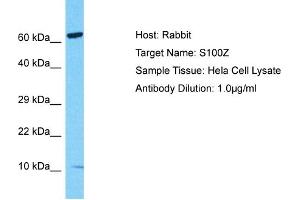 Host: Rabbit Target Name: S100Z Sample Type: Hela Whole Cell lysates Antibody Dilution: 1. (S100Z 抗体  (N-Term))