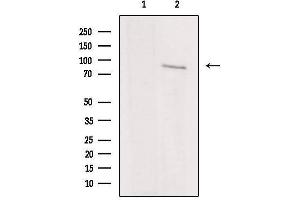 Western Blotting (WB) image for anti-Inhibitor of kappa Light Polypeptide Gene Enhancer in B-Cells, Kinase epsilon (IKBKE) (C-Term) antibody (ABIN6262509)