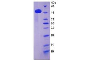 SDS-PAGE analysis of Mouse Lp-PLA2 Protein. (PLA2G7 蛋白)