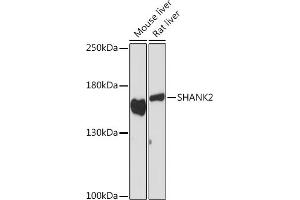 Western blot analysis of extracts of various cell lines, using SH Rabbit pAb (ABIN7270275) at 1:1000 dilution. (SHANK2 抗体)