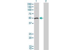 Western Blot analysis of ODC1 expression in transfected 293T cell line by ODC1 monoclonal antibody (M01), clone 2G5. (ODC1 抗体  (AA 1-461))