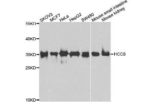 Western blot analysis of extracts of various cell lines, using HCCS antibody. (HCCS 抗体)