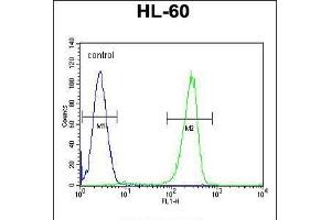 Flow cytometric analysis of HL-60 cells (right histogram) compared to a negative control cell (left histogram). (KIAA1586 抗体  (N-Term))