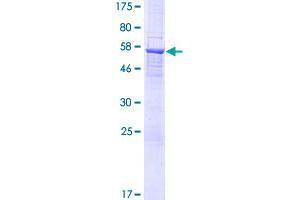 DTWD1 Protein (AA 1-304) (GST tag)