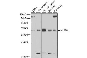 Western blot analysis of extracts of various cell lines, using MLST8 antibody (ABIN6292736) at 1:1000 dilution. (GBL 抗体)