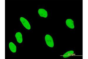 Immunofluorescence of purified MaxPab antibody to ANP32B on HeLa cell. (ANP32B 抗体  (AA 1-251))