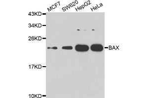 Western blot analysis of extracts of various cell lines, using BAX antibody (ABIN5975845) at 1/1000 dilution. (BAX 抗体)