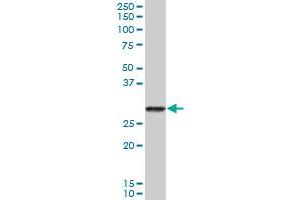 PRSS2 MaxPab polyclonal antibody. (PRSS2 抗体  (AA 1-239))