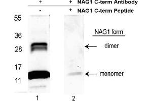 Image no. 1 for anti-Growth Differentiation Factor 15 (GDF15) (C-Term) antibody (ABIN453961) (GDF15 抗体  (C-Term))