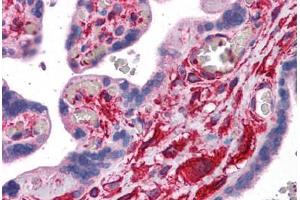 Human Placenta: Formalin-Fixed, Paraffin-Embedded (FFPE) (Filamin A 抗体  (AA 1819-2068))