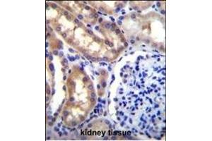 SH2D4A Antibody (N-term) (ABIN655988 and ABIN2845372) immunohistochemistry analysis in formalin fixed and paraffin embedded human kidney tissue followed by peroxidase conjugation of the secondary antibody and DAB staining. (SH2D4A 抗体  (N-Term))