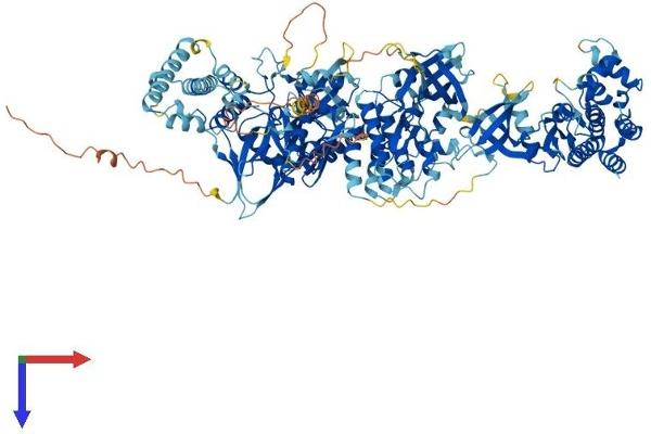 JAK1 Protein (AA 1-1153) (His tag)