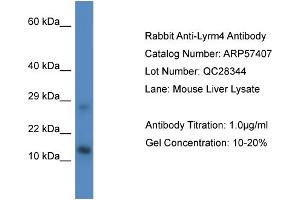 Western Blotting (WB) image for anti-LYR Motif Containing 4 (LYRM4) (Middle Region) antibody (ABIN2787212)
