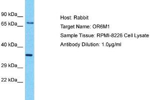 Host: Rabbit Target Name: OR6M1 Sample Type: RPMI-8226 Whole Cell lysates Antibody Dilution: 1. (OR6M1 抗体  (C-Term))