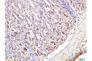 Formalin-fixed and paraffin embedded mouse stomach tissue labeled with Anti-Phospho-IRF3 (Ser396) Polyclonal Antibody, Unconjugated  at 1:200 followed by conjugation to the secondary antibody and DAB staining (IRF3 抗体  (pSer396))