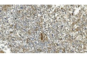 IHC analysis of Carbonic Anhydrase 13/CA13 using anti-Carbonic Anhydrase 13/CA13 antibody (ABIN7603164).