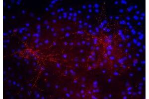 Immunostaining of 40DIV cultured rat cortical neurons showing punctate labeling of synaptophysin in red and DNA in blue. (Synaptoporin 抗体  (C-Term))