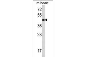 Western blot analysis of RGP1 Antibody (C-term) (ABIN390945 and ABIN2841138) in mouse heart tissue lysates (35 μg/lane). (RGP1 抗体  (C-Term))