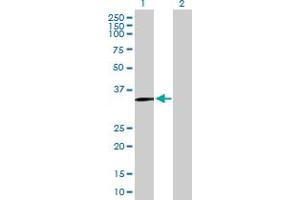 SLC39A13 antibody  (AA 1-364)