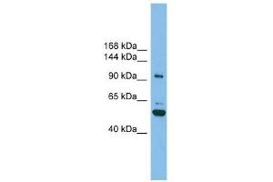 SH3BP4 antibody used at 1 ug/ml to detect target protein.