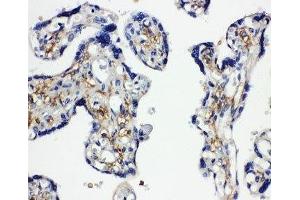 IHC-P: SNAP23 antibody testing of human placenta tissue (SNAP23 抗体  (C-Term))