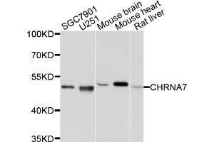 Western blot analysis of extracts of various cell lines, using CHRNA7 antibody (ABIN4903285) at 1:1000 dilution. (CHRNA7 抗体)