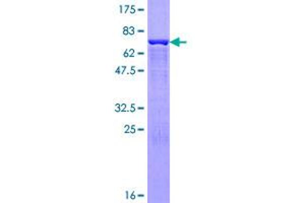 Carboxypeptidase A2 Protein (AA 1-417) (GST tag)