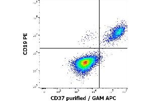 Flow cytometry multicolor surface staining of human lymphocytes stained using anti-human CD37 (MB-1) purified antibody (concentration in sample 0,2 μg/mL, GAM APC) and anti-human CD19 (LT19) PE antibody (20 μL reagent / 100 μL of peripheral whole blood). (CD37 抗体)