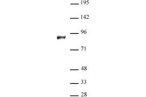 KDM1B / LSD2 antibody (pAb) tested by Western blot. (KDM1B 抗体  (N-Term))