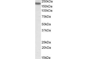 ABIN571017 (0. (ITGAL 抗体  (Internal Region))
