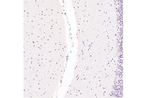 Immunohistochemistry analysis of paraffin embedded mouse cerebellum using Zfpm2 (ABIN7076277) at dilution of 1: 3600 (ZFPM2 抗体)