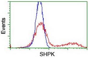 HEK293T cells transfected with either RC204421 overexpress plasmid (Red) or empty vector control plasmid (Blue) were immunostained by anti-SHPK antibody (ABIN2454861), and then analyzed by flow cytometry. (SHPK 抗体)