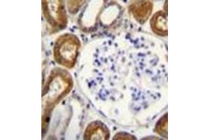 Immunohistochemistry analysis in formalin fixed and paraffin embedded human kidney tissue reacted with OPN-a/b Antibody (N-term) followed by peroxidase conjugation of the secondary antibody and DAB staining. (Osteopontin 抗体  (N-Term))