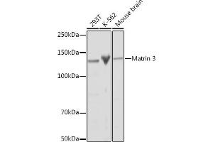 Western blot analysis of extracts of various cell lines, using Matrin 3 Rabbit mAb (ABIN7268414) at 1:1000 dilution. (MATR3 抗体)