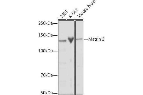 MATR3 抗体