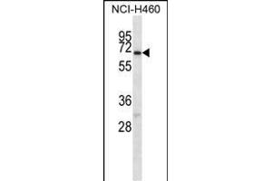 GABRA4 Antibody (Center) (ABIN656594 and ABIN2845855) western blot analysis in NCI- cell line lysates (35 μg/lane). (GABRA4 抗体  (AA 333-361))