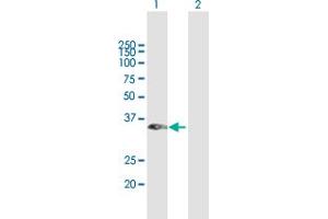 Western Blot analysis of RASSF1 expression in transfected 293T cell line by RASSF1 MaxPab polyclonal antibody. (RASSF1 抗体  (AA 1-270))