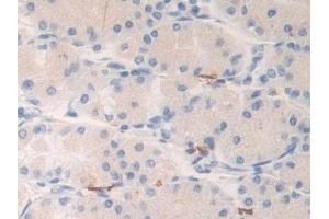 Immunohistochemistry (IHC) image for anti-Kallikrein 6 (KLK6) (AA 17-244) antibody (ABIN7432397)